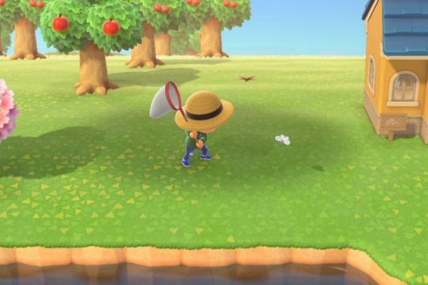 insecte animal crossing​